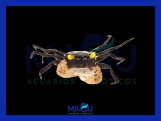 Geosesarma Golden Eyes 4cm
