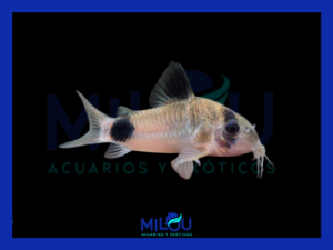 Corydora Panda (2,5-3cm)