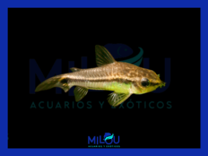 Corydora Pigmea Enana (1-2cm)