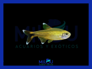 Tetra Cobre (2-3cm)