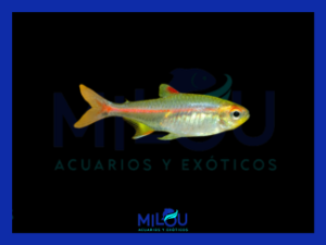 Neón Cobre (2cm)