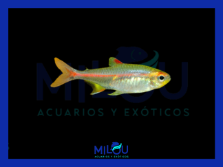 Neón Cobre (2cm)