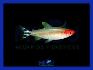 Pez Borrachito (2-3cm)