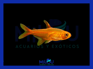 Tetra Ambar (1,5-2cm)