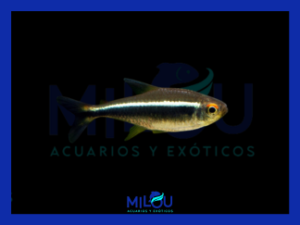 Tetra Neón Negro (2-3cm)
