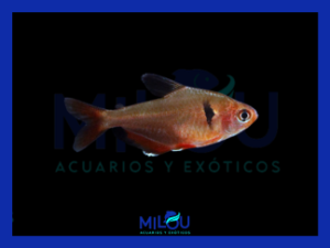 Tetra Serpae (2-3cm)