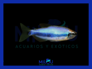 Tetra Emperador (2-3cm)