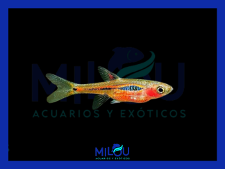 Rasbora Mosquito (1-1,5cm)