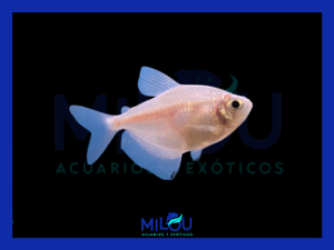 Monjita Gold (2,5cm)