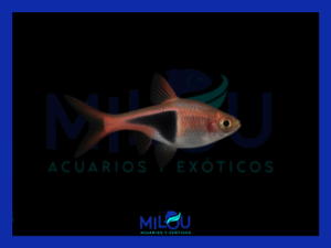 Rasbora Arlequín (2-3cm)