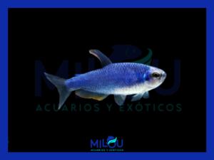 Neón Inpaichthys Kerri Super Blue (2-2,5cm)