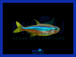 Neón Verde (1-2 cm)