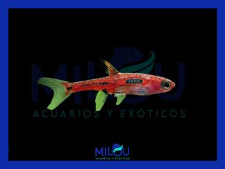 Rasbora Merah Roja (1-1,5cm)