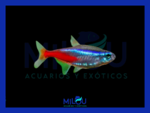 Neón Innesi (2-2,5cm)