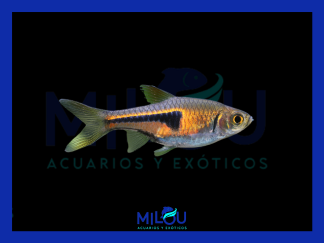 Rasbora Espei (1-2cm)
