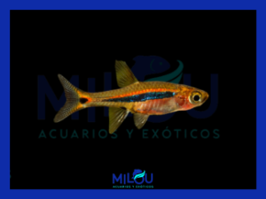 Rasbora Urophthalmoides (1-2 cm)