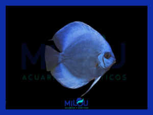 Disco Blue Diamond (5-6cm)