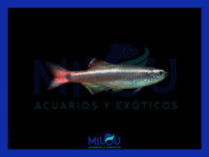 Neón Chino (2-2,5cm)