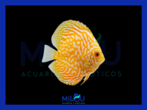 Disco Pigeon Yellow (5-6cm)