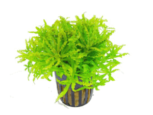 Pogostemon helferi