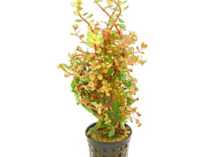 Rotala Orange Juice