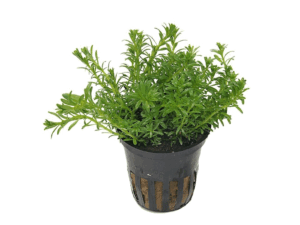 Rotala boschii