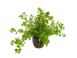 Rotala rotundifolia/indica