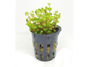 Rotala sp "Pearl"