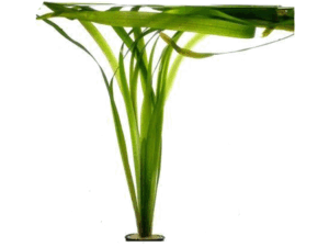 Vallisneria gigantea/americana