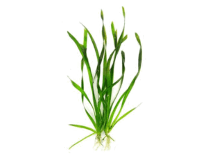 Vallisneria spiralis