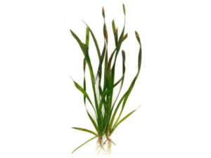 Vallisneria spiralis red