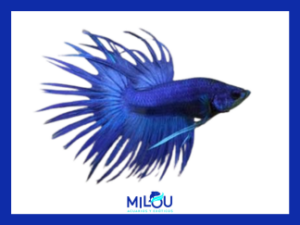 Betta corona azul macho (Foto Similar)