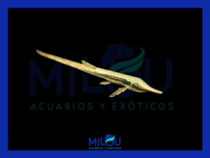 Farlowella Acus (10-12cm)