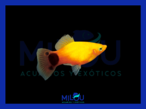 Platy Mickey Mouse