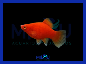 Platy Rojo