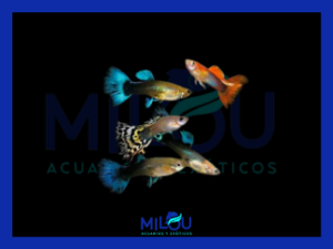 Guppy Poecilia Reticulata Surtido