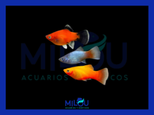 Platy Xiphophorus Maculatus Surtido