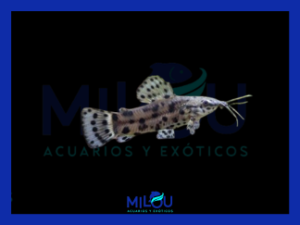 Hoplosternum Thoracatum (3-4cm)