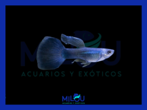 Guppy Azul