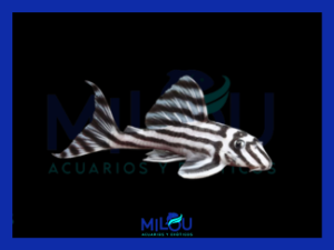 Hypancistrus L046 Zebra (4-5cm)