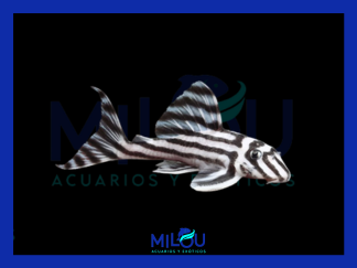 Hypancistrus L046 Zebra (4-5cm)