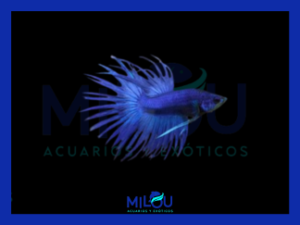 Betta Corona Azul