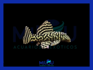 Hypancistrus L340 Pleco Payaso (3cm)