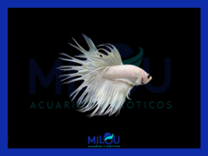 Betta Corona Blanco