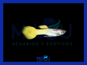 Guppy Amarillo
