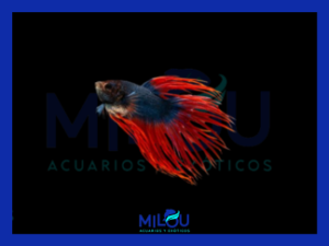 Betta Corona Mustard Gas