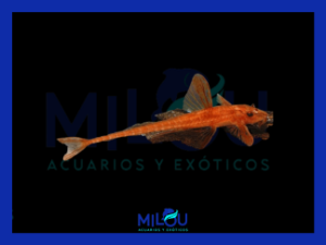 Loricaria Super Red (4-5cm)