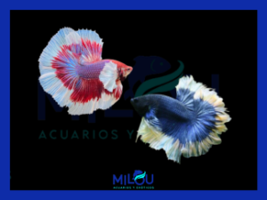 Betta Halfmoon Mariposa Rojo/Azul Macho