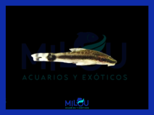 Otocinclus Affinis Dorado (2,5-3cm)