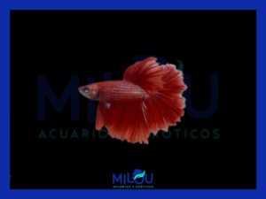 Betta Halfmoon Rojo